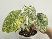 Monstera Noid piękne nietypowe wybarwienie dół z nowym szczytem 