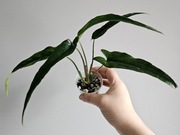 Syngonium Lance Leaf w gruzie w hydroponice 