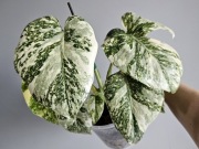 Monstera noID piękne wybarwienie ukorzeniony dół z nowym szczytem 