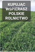 Ostatnie kilogramy Żyto ozime na poplon ziarno poplon 20 kg POLSKIE ŻYTO