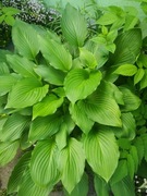 Hosta Funkia zielona