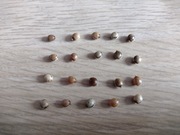 Jaja straszyka australijskiego pakiet 20 sztuk