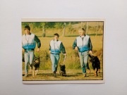 Naklejki do albumu PANINI Panda NASI ULUBIEŃCY Pets # 351 psy 