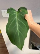 Philodendron Camposportoanum - sadzonka pędowa ukorzeniona 