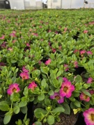 Million Bells - Summer 