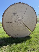 Plaster drewna duży 