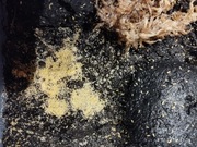 Skoczogonki Ceratophysella sunflower