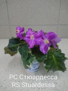 Fiołek afrykański RS Stuardessa