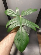 Philodendron Florida Beauty