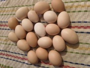 Jaja wiejskie od szczęśliwych kurek