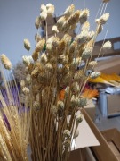 Mozga kanar klosy zboże suszone naturalne dla papug ptaków chomików gryzoni