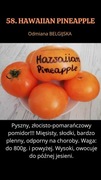Nasiona Pomidorów Hawaiian Pineapple 