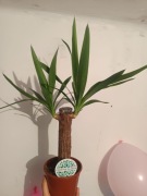 Juka (Yucca elephantipes) - efektowna roślina doniczkowa 