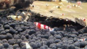 Krewetki Crystal Red 30 szt.