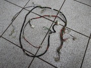 Wiązka elektryczna do pralki Beko WMD 25126 oryginał