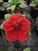 Surfinia Sweetunia Red