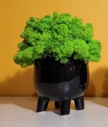 Mech chrobotek w doniczce czarnej na nóżkach 