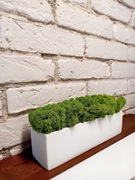 Doniczka betonowa z mchem chrobotkiem. Dekoracje wnętrz. Prezent 