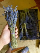 Lawenda suszona pęczki