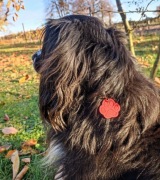 Adresówka dla Pieska / Brelok różne kolory 