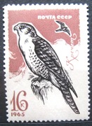 Fauna ptaki ** sokół CCCP 1965 rok