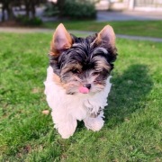 Mini suczki pieski Yorkshire Terrier Biewer i Biro z genem merle