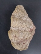 Muszla z rodziny przydaczni