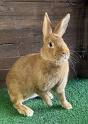Króliki Burgundzkie BU z rodowodem