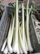 Por wiązka 10 sztuk wysyłka inpost od rolnika