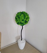 Drzewko z chrobotka w wazonie