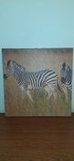 Obraz zdjęcie plakat fotografia zebry zebra 