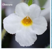 Achimenesy kłącze Obscura botaniczny 