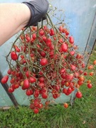 Pomidor Megagroniasty Czerwony 