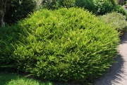 Suchodrzew chiński Lonicera pileata c2,5