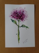 Obrazek z fioletową hortensją