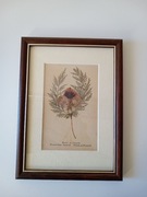 Kwiaty Ziemi Świętej - zielnik - Nazaret - Nazareth