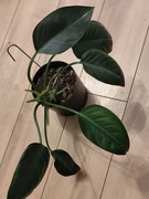 Philodendron Green