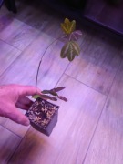 Passiflora trifasciata