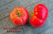 Pomidor Rozovya Magia - 10 nasion kolekcjonerskich - HIT ! Piękny