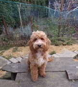 Cockapoo F1, 6 miesięcy, wychowany, spokojny