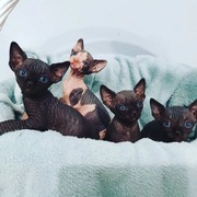 Kocięta Sfinks Kanadyjski hodowla Felis Polonia 