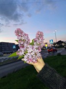 Kwiotki eleganckie benc