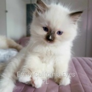 Ragdoll Rodowód FPL/FIFE