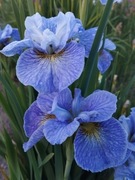Irys syberyjski 'Magnetism' Iris sibirica