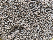 sprzedam pszenice i owies w workach 25kg lub w bigbagach 