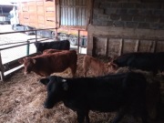  jałówki odsadki mięsne