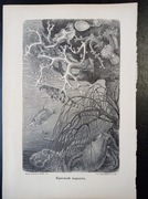 Piękna oryginalna litografia XIX - XX w. - Rafa koralowa 1