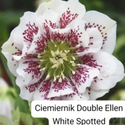 Ciemiernik o pełnych kwiatach zestaw 2szt 