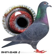 Samiec czarny oryg. SG BOHN DV-22 100 % Drapa