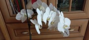 Storczyk phalenopsis biały z nowym pędem